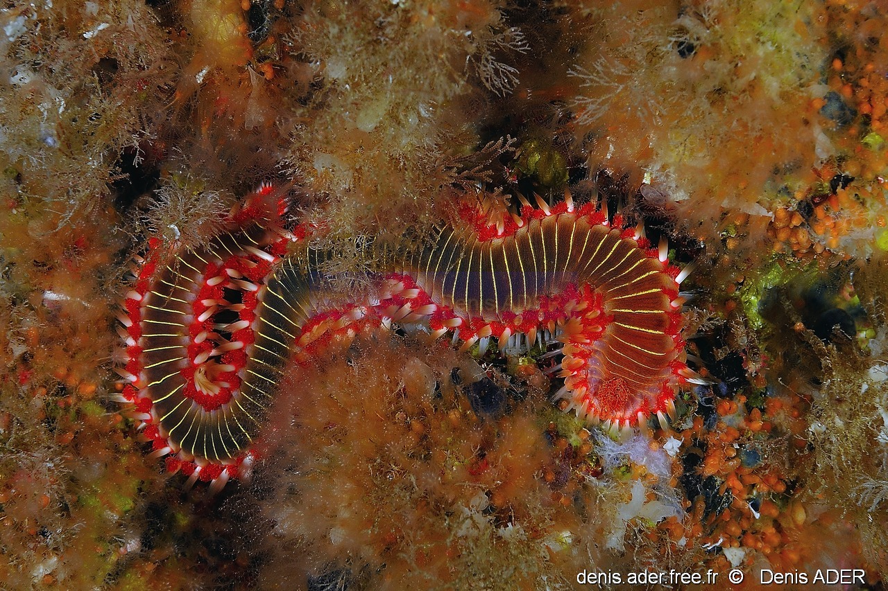 Hermodice carunculata ver de feu-Acores St maria Penedia-16m-20170821-Denis-ADER-DSC_9842_tn_tn.jpg